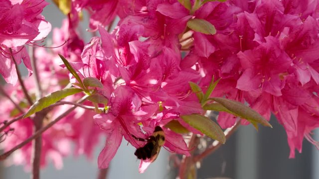 Bumblebee dangles underneath a cluster of colourful azalea flowers