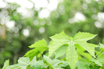Fototapeta na wymiar Closeup nature view of green leaf on blurred greenery background in garden