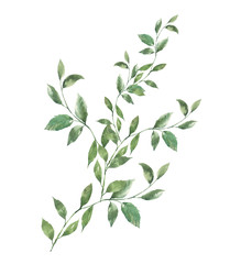 watercolor painting of leaves illustration on white background