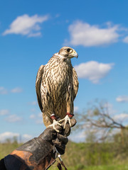 The predatory hunting bird a hawk  sits on a glove from a skin on the hunter's hand against the background of the blue sky. Close up