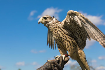 Portrait of a bird of prey of a hawk against the background of the blue sky. The hawk is going to fly up and waves wings