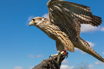 Portrait of a bird of prey of a hawk against the background of the blue sky. The hawk is going to fly up and waves wings
