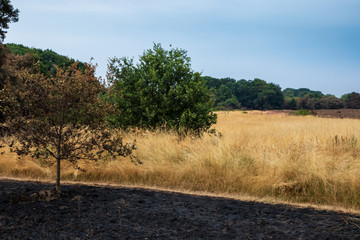 Wanstead flats after the fire