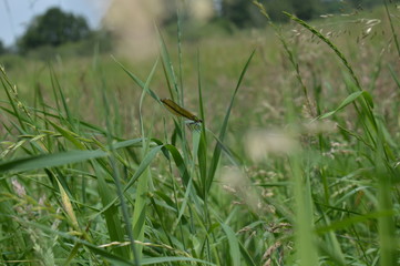 Gebänderte Prachtlibelle (Calopteryx splendens) - weiblich