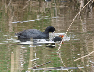 Close up portrait of Eurasian coot Fulica atra, also known as the common coot with swimming in the water of green pond with reeds.