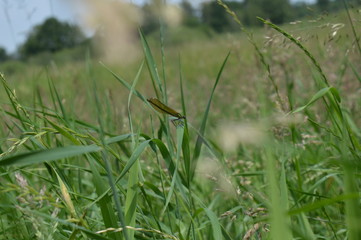 Gebänderte Prachtlibelle (Calopteryx splendens) - weiblich