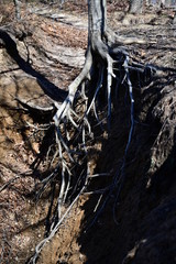 roots of an old tree