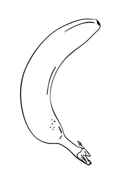 Vector illustration, isolated banana fruit in black and white colors, outline hand painted drawing