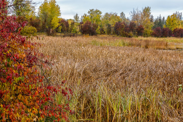 Grassy marsh in autumn with fall colors, northwest Montana