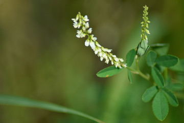 Beautiful white spring flowers with green background