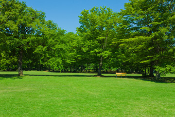 Fototapeta premium Green park