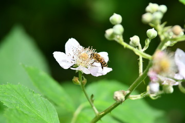 Biene auf Brombeerblüte