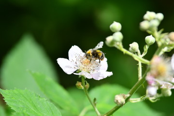 Hummel auf Brombeerblüte