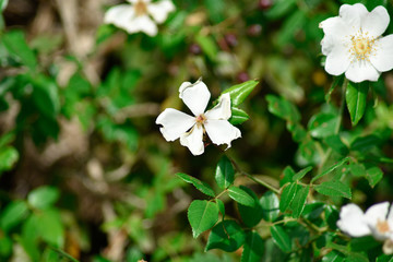 Beautiful white spring flowers with green background