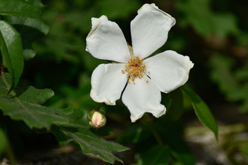 Beautiful white spring flowers with green background