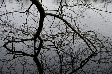 branches of a tree in east islip ny 