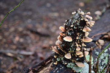 mushroom on tree
