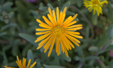 Flores con pétalos amarillos