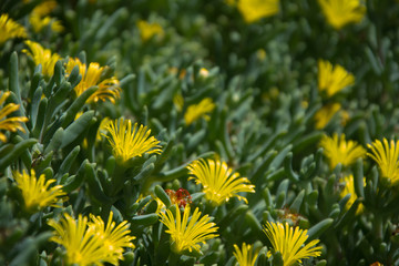 Flores con pétalos amarillos