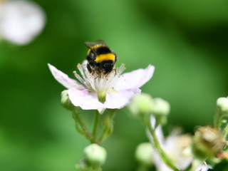 Hummel auf Brombeerblüte