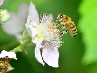Biene auf Brombeerblüte