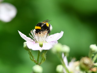Hummel auf Brombeerblüte