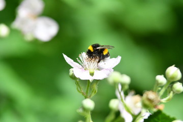 Hummel auf Brombeerblüte