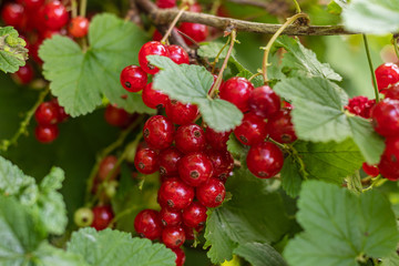 Rote Johannisbeeren