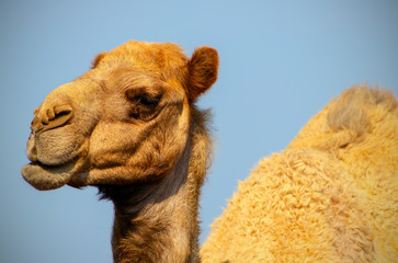 Close up of an african  camel on the blue  background 