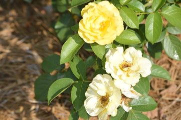 Thomasville rose garden 0238