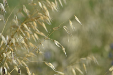 Fototapeta premium Close-up of corn ears in a field