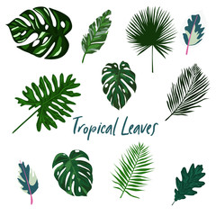 Tropical Leaves for Summer Set Vector.