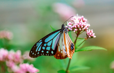 Blue butterfly perched on a budding pink flower