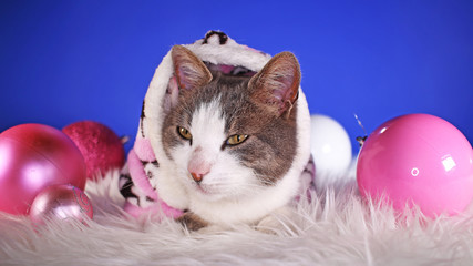 Christmas animals winter pets animal friends cat pet cute blue background