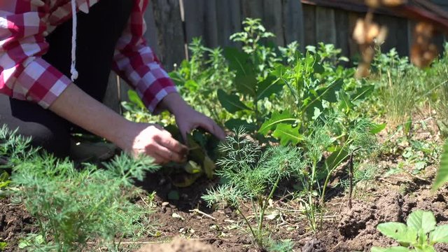 Farmer hands cleans weeds from the rows on a Sunny day, close-up