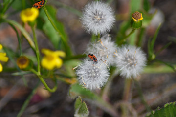Two lady bugs enjoying spring flowers and dandelions