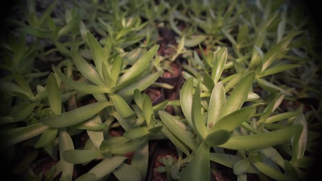 Juicy leafs in a botany garden. 4K, close-up.