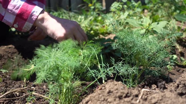 Farmer hands cleans rows of dill. Growing organic greens on a farm plot 