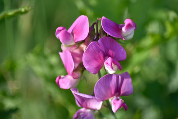 Fototapeta premium Close-up of purple spring flowers in natural light