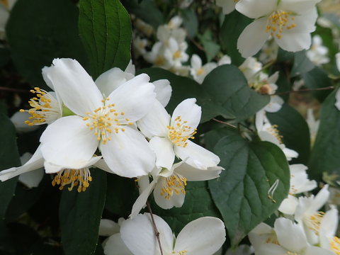 beautiful yasmine tree in a white blossom