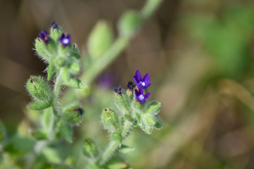 Close-up of purple spring flowers in natural light
