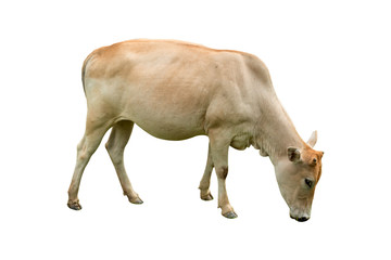 Cow isolated