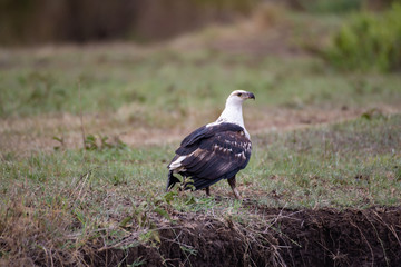 Fish eagle in Masai Mara National Park