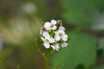 Beautiful white spring flowers with green background
