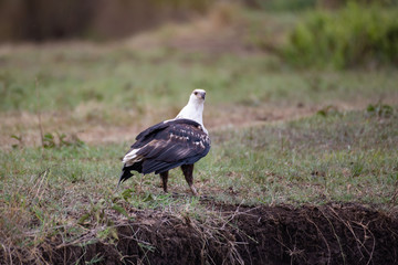 Fish eagle in Masai Mara National Park