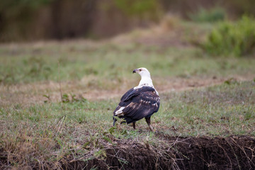 Fish eagle in Masai Mara National Park