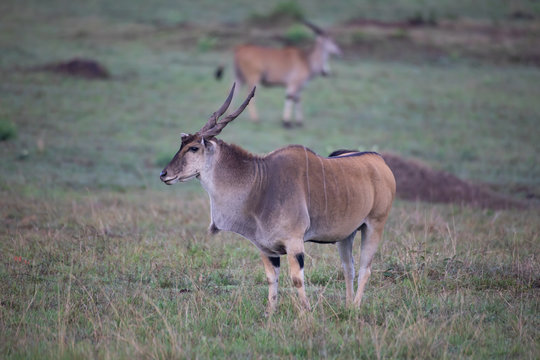 The common eland (Taurotragus oryx) - Powered by Adobe