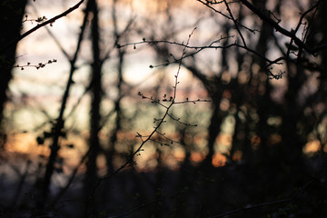 Fototapeta na wymiar winter bare trees silhouette in colorful sunset sky, creative background