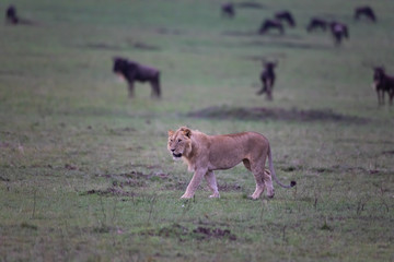Hunting lion