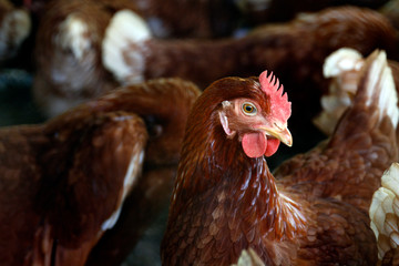 Hen, Chicken, Fowl, Cock brown, the Hen looks at the frame scene